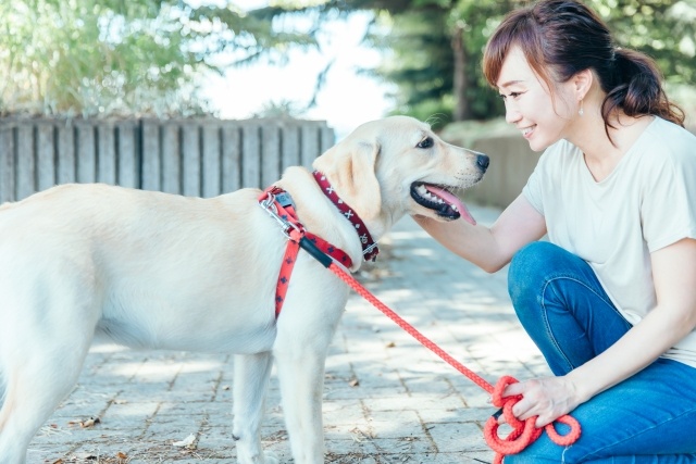 犬