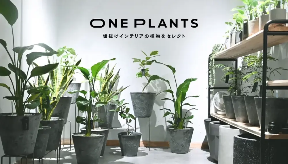 ONE PLANTS